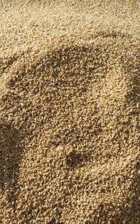 گندم بذر دیم، قیمت ۷۰،۰۰۰تومان