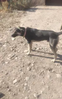 سگ گرگی
