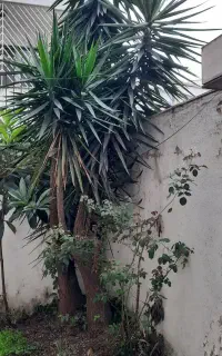 درخت یوکا ۲۰ساله