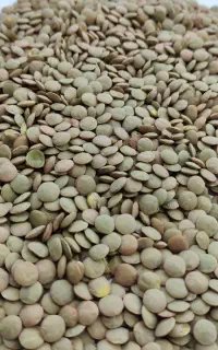 عدس درجه یک درشت