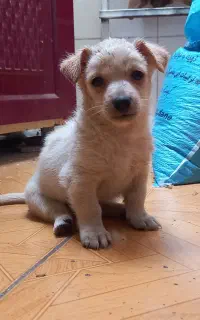 فروش ۵ عدد سگ