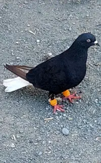 پرنده کفتر طوقی کله ای زاغ دم سفید