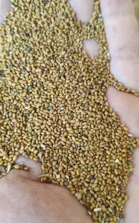 بذر یونجه همدانی پایه بلند