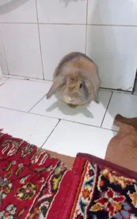 خرگوش لوپ هلندی