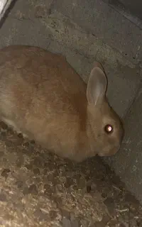 خرگوش نر ماده ۵عدد