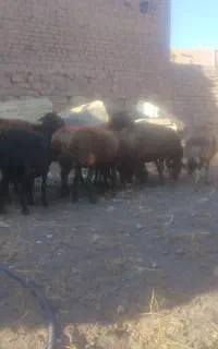 ده راس میش شیره صاف. گلگی همه سالم