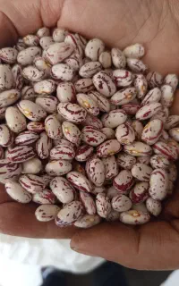 لوبیا چیتی تازه