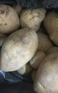 سیب زمینی درشت و تازه