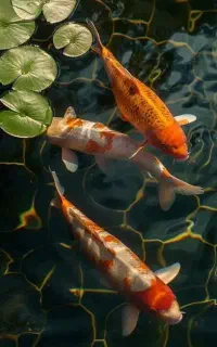 ماهی زینتی کوی برای حوض ها و رستوران