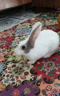 خرگوش سفید