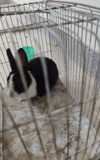 بچه خرگوش ،خرگوش