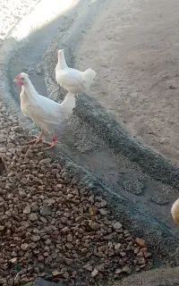بفروش می‌رسد تیله ای بومی