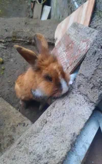 خرگوش معاوضه با مرغ محله