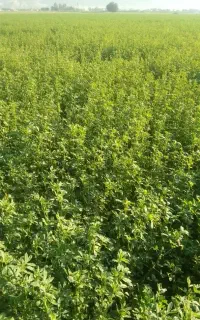 خریدار یونجه