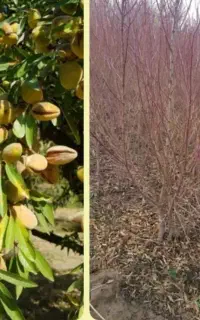 نهال پسته ریشه‌دار تضمینی و آماده کاشت