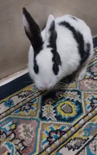 خرگوش نر  سر حال