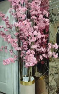 درختچه شکوفه نو
