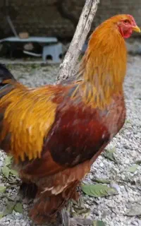 خروس برهما کلمبین ۱ساله