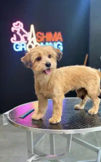 آموزش پیرایش حیوانات خانگی