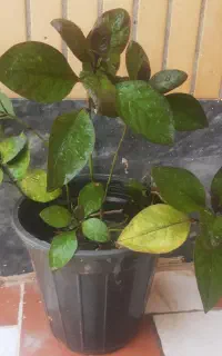 گل یاس کبود
