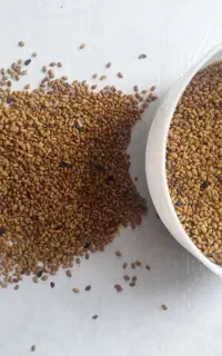 بذر یونجه