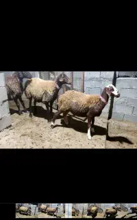 بره هترو