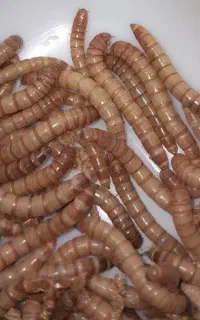 میلورم زنده  وخشک