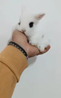 خرگوش منیاتوری یا فنجانی