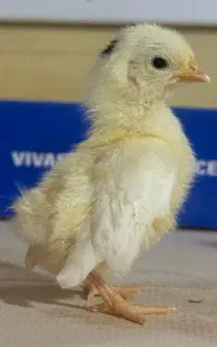 جوجه جاپنیز بلک متلد اورجینال