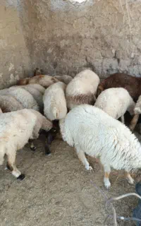 گوسفند ( کاور ، بره )