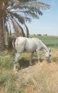 اسب