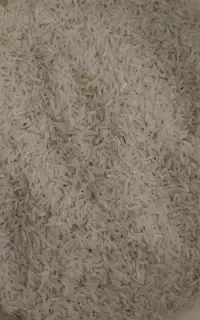 برنج فجرسوزنی خوش پخت بدون شکستگی