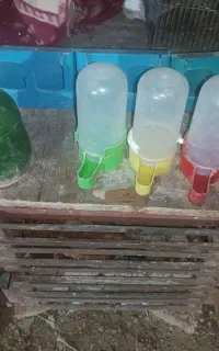 جادونی وجاآبی کبوتر