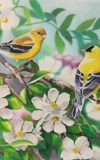 طراحی چهره سیاه قلم و مدادرنگی