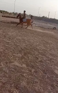 اسب