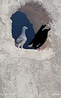 کبوتر ساده