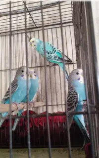 ۴عددمرغ‌عشق