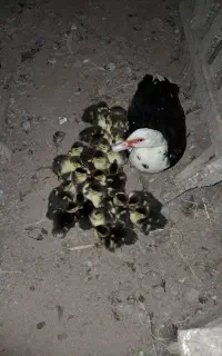 جوجه اسرائیلی زیر قیمت منطقه