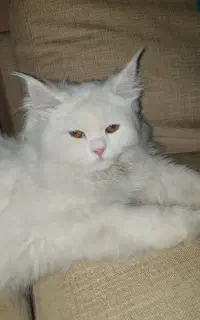 واگذاری گربه بریتیش