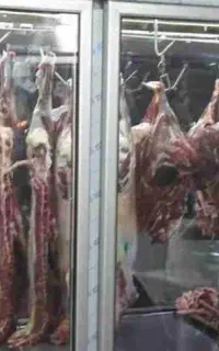 گوشت بره و گوساله