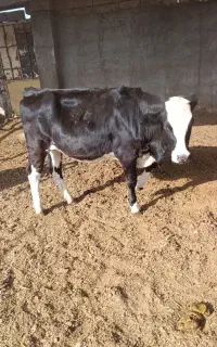 گوساله ماده