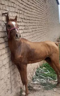 اسب