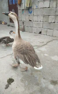غاز نر