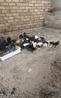 جوجه محلی