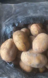 سیب زمینی بذری اردبیل کلاس  بالارقم آکریا،بدون قند