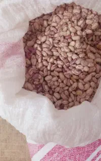 لوبیاچیتی