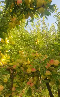رنگ دهی / سایزدهی / افزایش تناژ سیب رد و گلدن