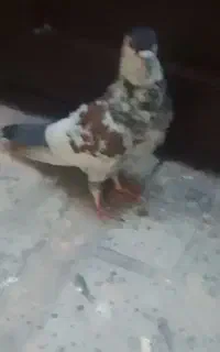 کبوتر ما ده
