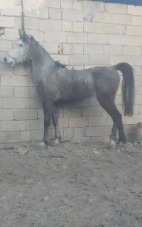 مادیون و کره