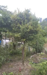 فروش یک درختچه شمشاد